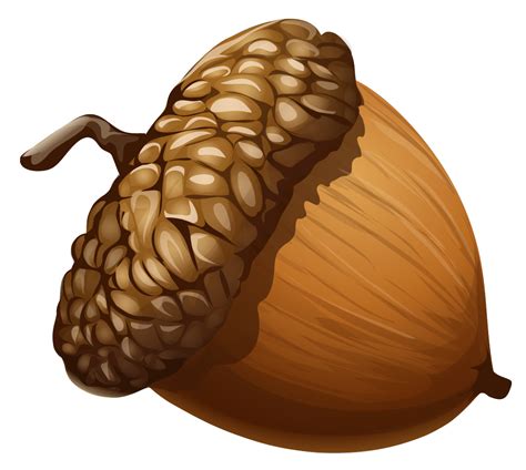 acorn images clip art|More.